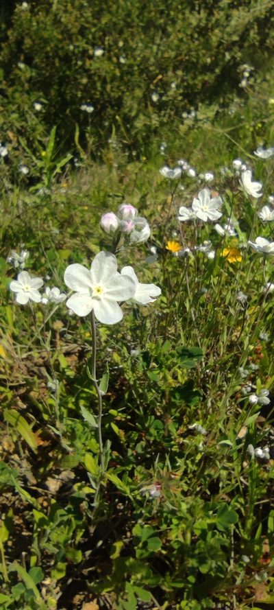 Iberodes linifolia, photographed by Santiago Martín-Bravo