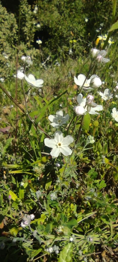 Iberodes linifolia, photographed by Santiago Martín-Bravo