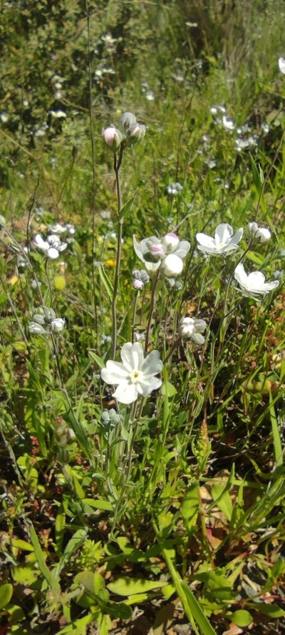 Iberodes linifolia, photographed by Santiago Martín-Bravo