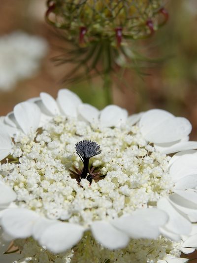 Artedia squamata, photographed by Nasser Halaweh