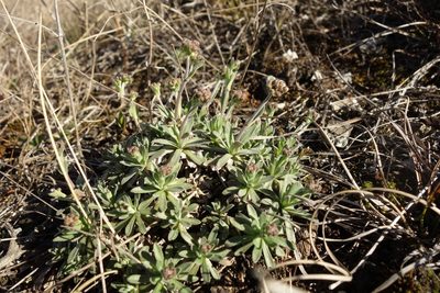 Draba podolica, photographed by Aleksei Baushev