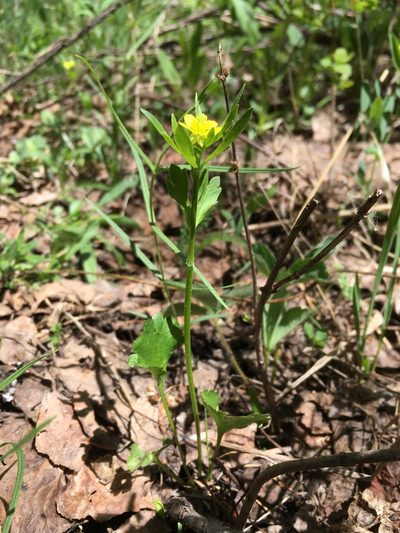 Ranunculus inamoenus, photographed by Cecelia Alexander