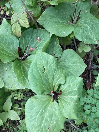Trillium angustipetalum, photographed by Adam J. Searcy