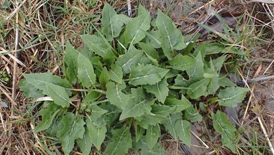 Silphium perfoliatum, photographed by John Abrams