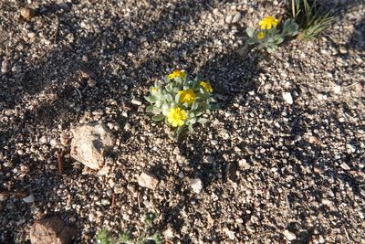 Eriophyllum wallacei, photographed by Kimball Garrett