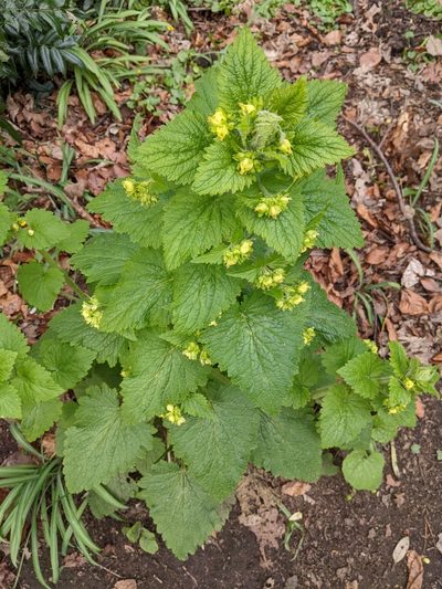 Scrophularia vernalis, photographed by Piermario Maculan