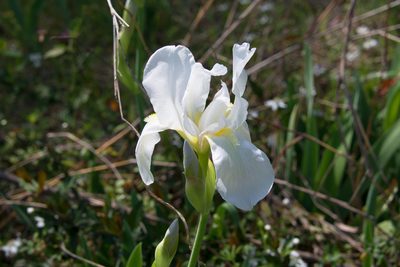 Iris × florentina, photographed by Mike Duran