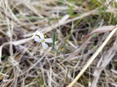 Arabidopsis lyrata, photographed by Ben Sims