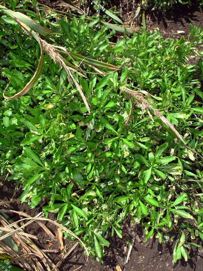 Lepidium oblitum, photographed by Peter de Lange