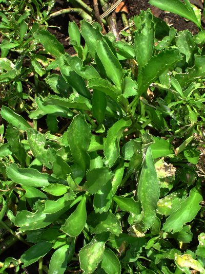 Lepidium oblitum, photographed by Peter de Lange