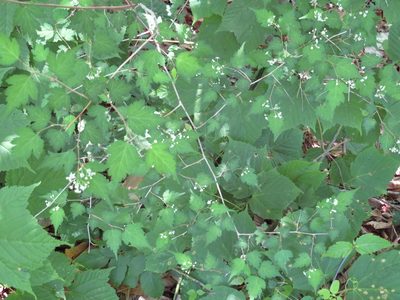 Neillia incisa, photographed by Marco Mussita