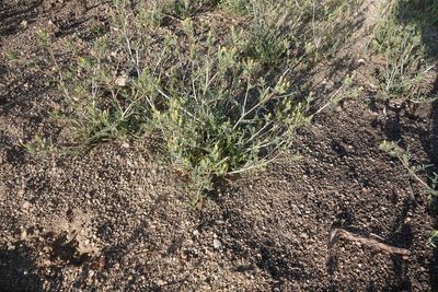 Mentzelia albicaulis, photographed by Kimball Garrett