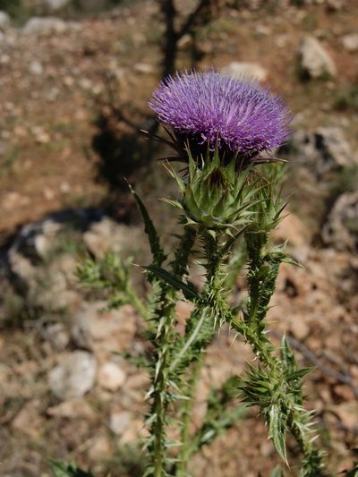 Onopordum cynarocephalum, photographed by Nasser Halaweh