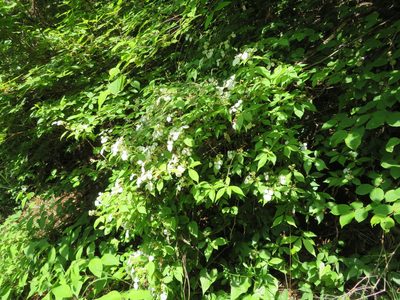 Hydrangea scandens, photographed by Marco Mussita