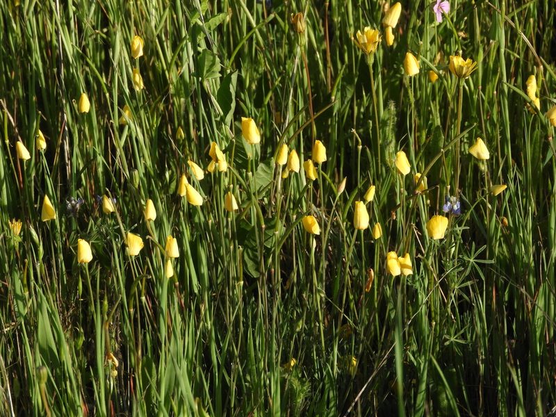 Eschscholzia lobbii, photographed by Mary K. Hanson