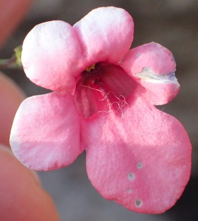 Diascia integerrima, photographed by Peter Warren