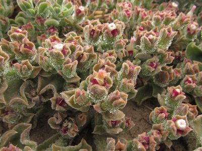 Mesembryanthemum crystallinum, photographed by emilyd47