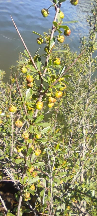 Flueggea tinctoria, photographed by Santiago Martín-Bravo