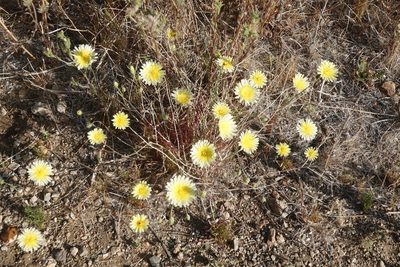 Malacothrix glabrata, photographed by Kimball Garrett
