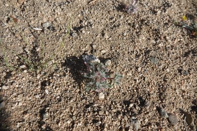 Loeseliastrum matthewsii, photographed by Kimball Garrett