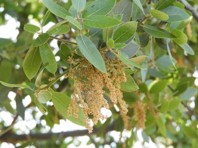Quercus wislizeni, photographed by Mary K. Hanson
