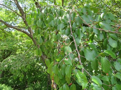 Prunus leveilleana, photographed by Marco Mussita