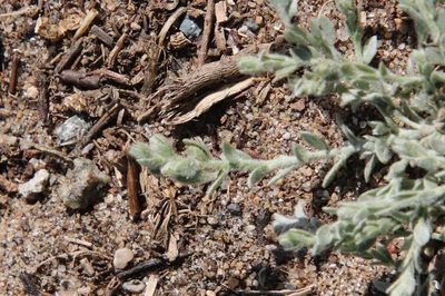 Cressa truxillensis, photographed by Millie Basden