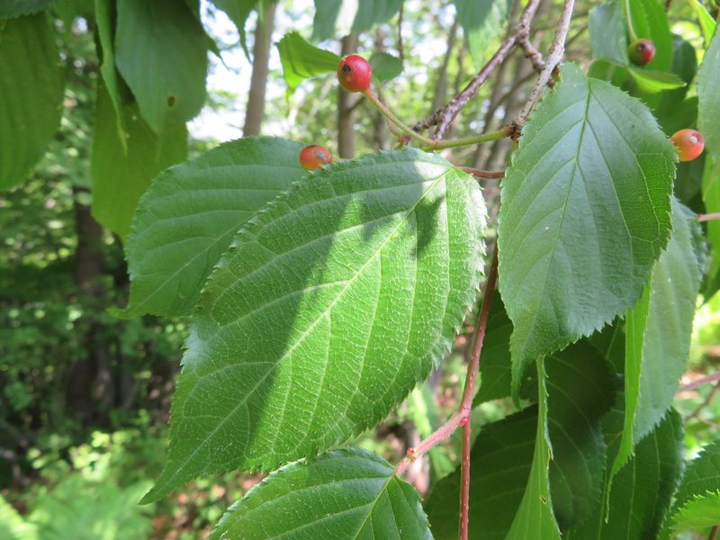 Prunus leveilleana, photographed by Marco Mussita
