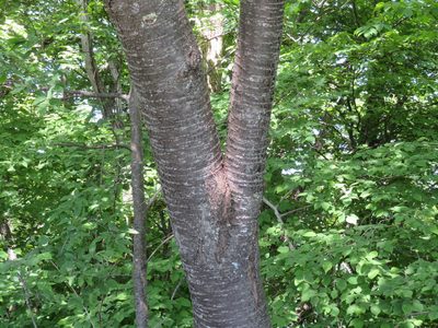 Prunus leveilleana, photographed by Marco Mussita