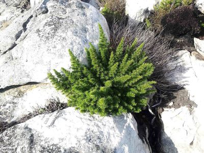 Cliffortia dregeana, photographed by Chris Vynbos