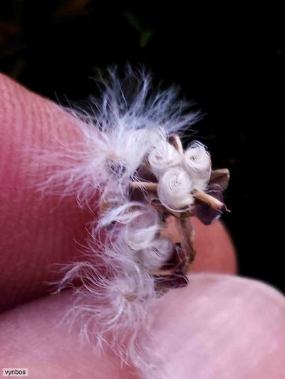 Eriospermum cernuum, photographed by Chris Vynbos