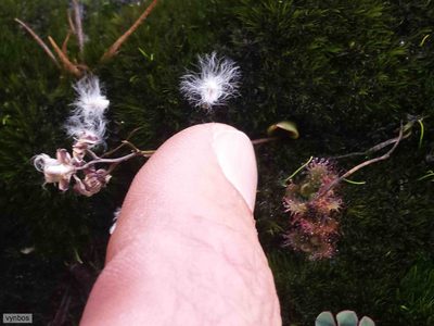 Eriospermum cernuum, photographed by Chris Vynbos