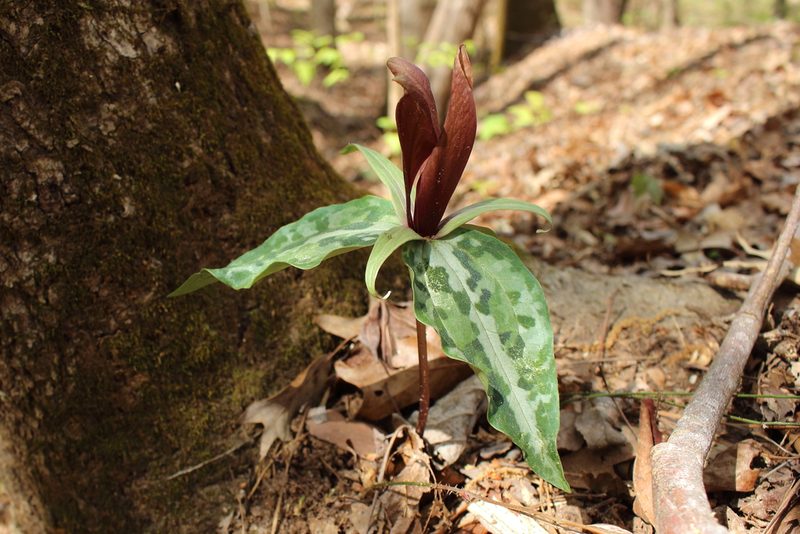 Trillium underwoodii, photographed by Daniel McClosky