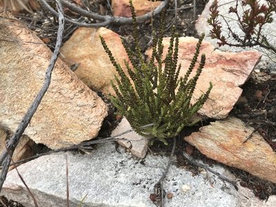 Crassula muscosa, photographed by Ren Hoekstra