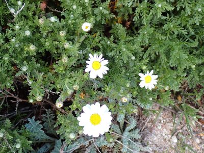 Anthemis maritima, photographed by David Delon