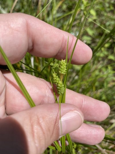Carex complanata, photographed by Daniel Patterson