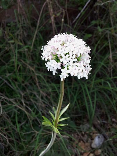 Valeriana italica, photographed by Nasser Halaweh
