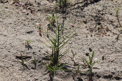 Distichlis spicata, photographed by Millie Basden