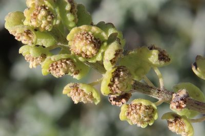 Ambrosia chamissonis, photographed by Millie Basden