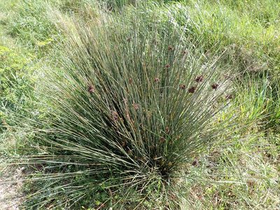 Juncus acutus, photographed by David Delon