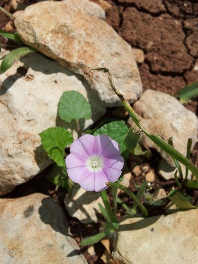 Convolvulus coelesyriacus, photographed by Nasser Halaweh