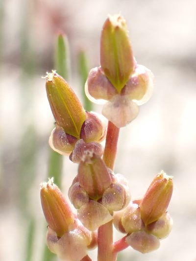 Triglochin barrelieri, photographed by David Delon