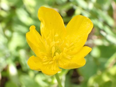 Ranunculus sardous, photographed by David Delon