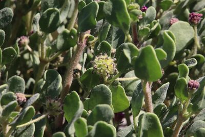 Abronia maritima, photographed by Millie Basden