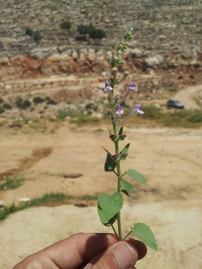 Scutellaria brevibracteata, photographed by Nasser Halaweh