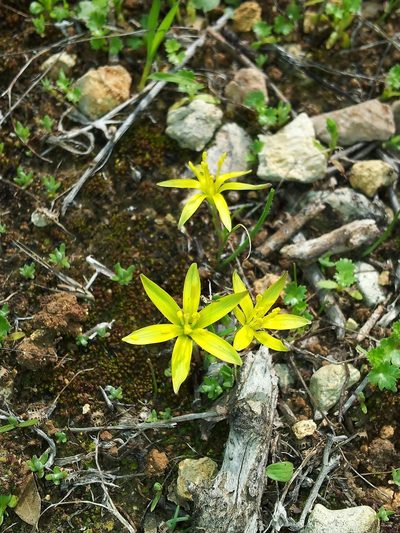 Gagea chlorantha, photographed by Nasser Halaweh