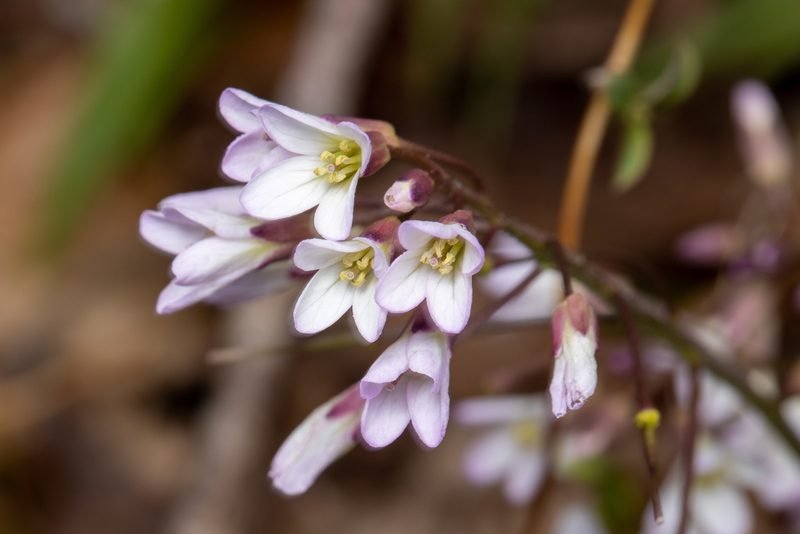Cardamine angustata, photographed by Ben Smith