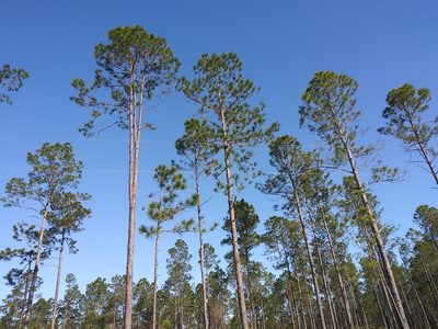 Pinus elliottii, photographed by runcator