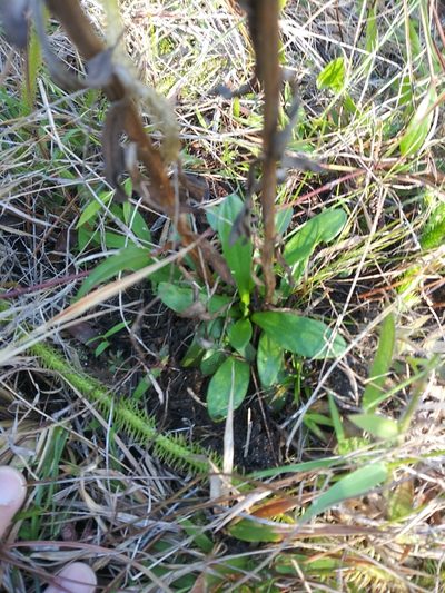 Balduina uniflora, photographed by runcator