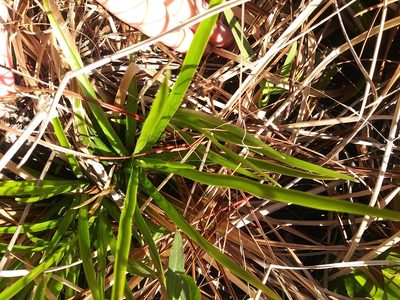 Eriocaulon decangulare, photographed by runcator